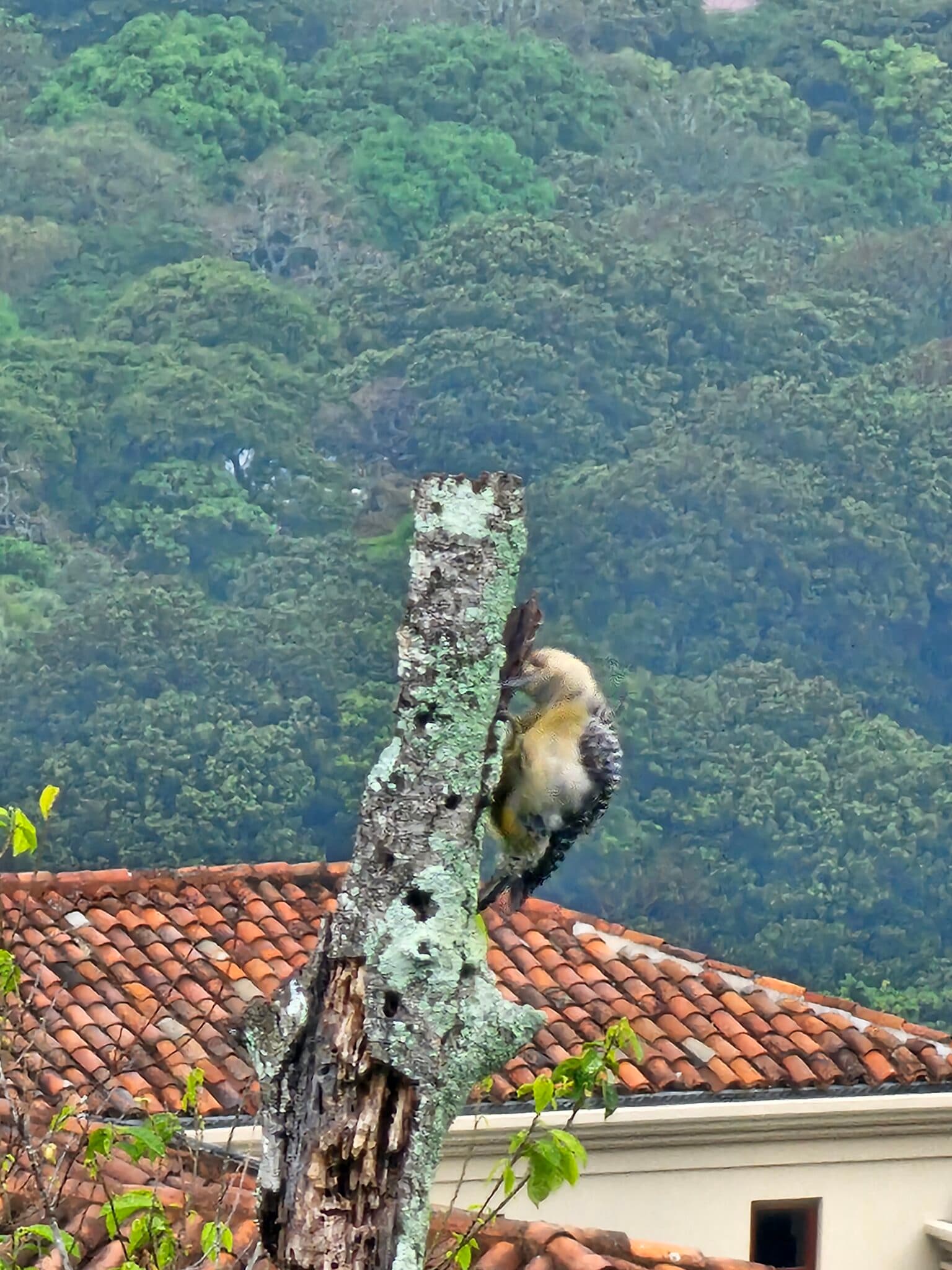 Bird on a branch: Wildlife in tropical setting | Natural Costa Rica