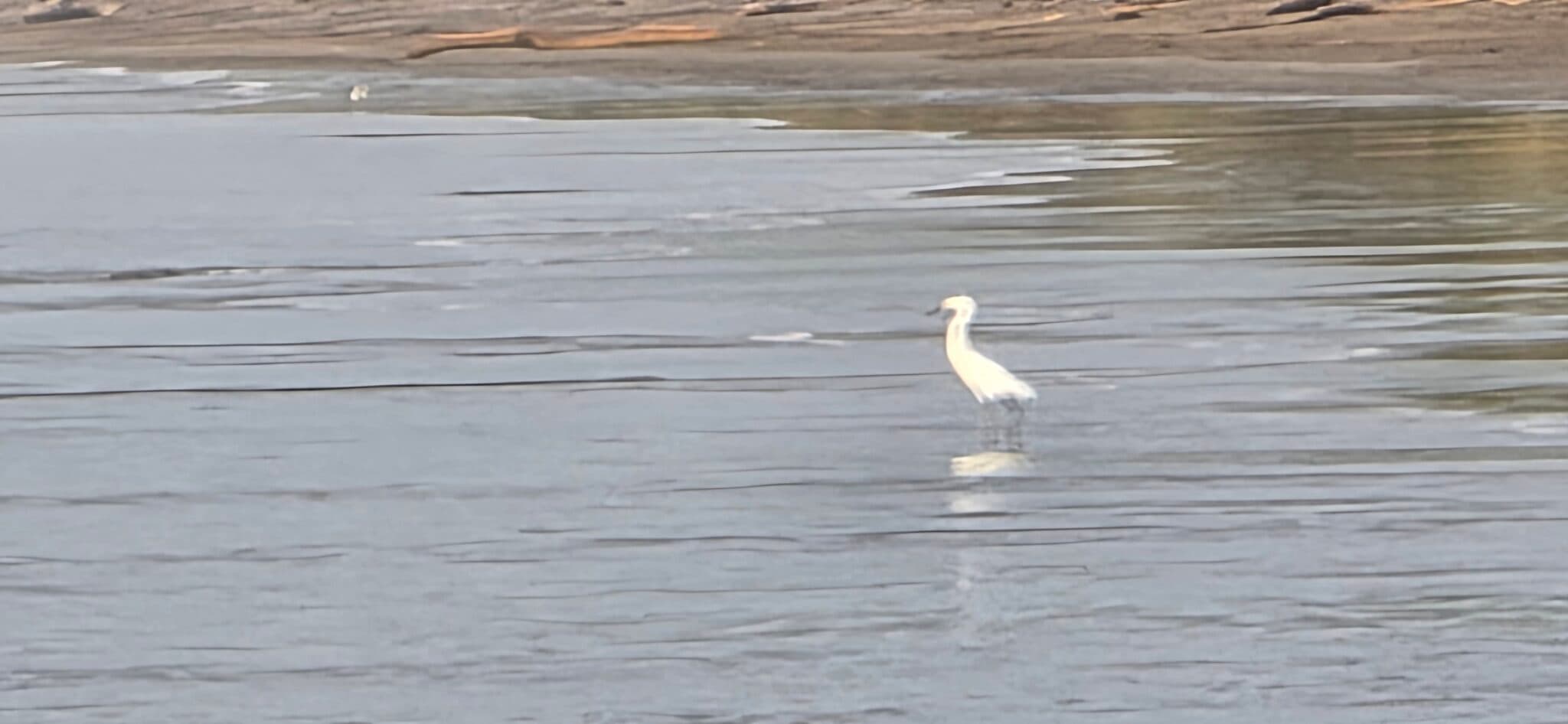 Egret Wades in Calm Waters on Beach | Natural Costa Rica