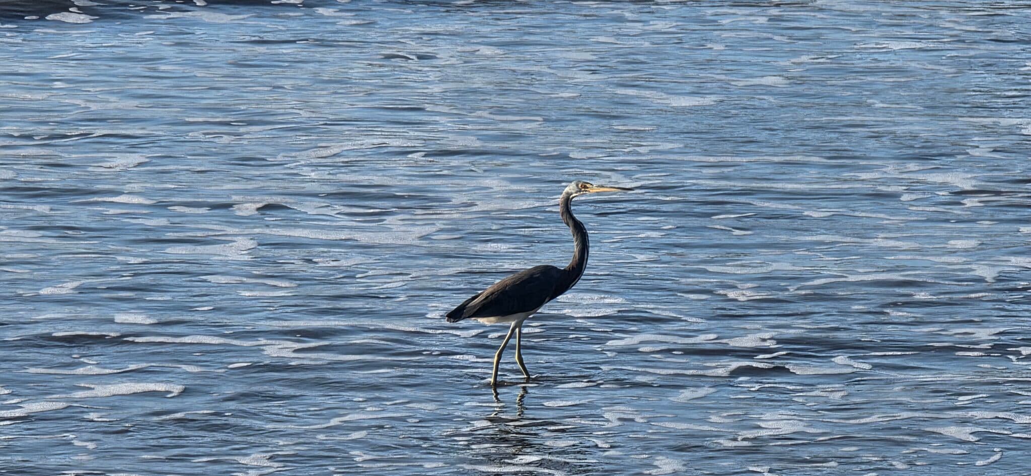 Heron plunges headfirst for its dinner | Natural Costa Rica