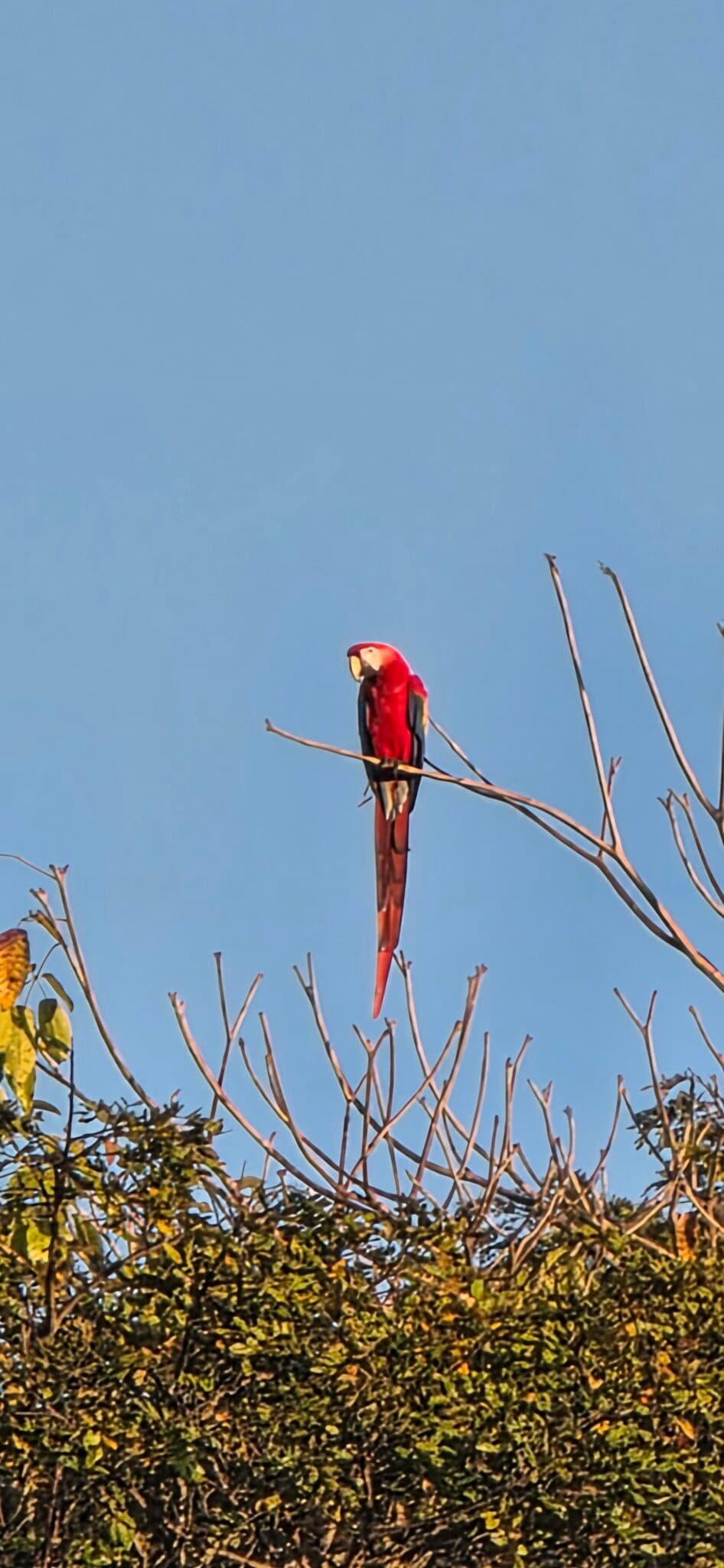 Scarlet Macaw perched high in the tree | Natural Costa Rica