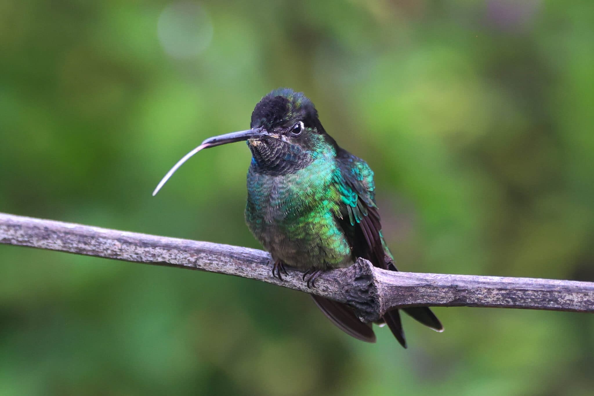 Sword-billed hummingbird sticking its tongue out on a branch in San Gerardo de Dota | Natural Costa Rica