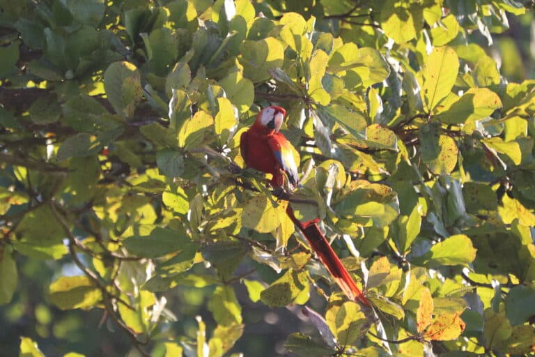 Scarlet Macaw in a Tree, Colorful Bird in Nicoya Peninsula | Natural Costa Rica