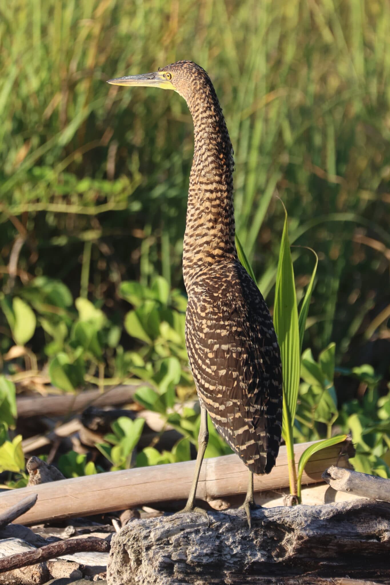 Tiger bittern perched on a tree branch | Natural Costa Rica