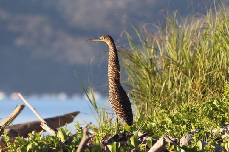 Tiger Heron on the Beach | Natural Costa Rica