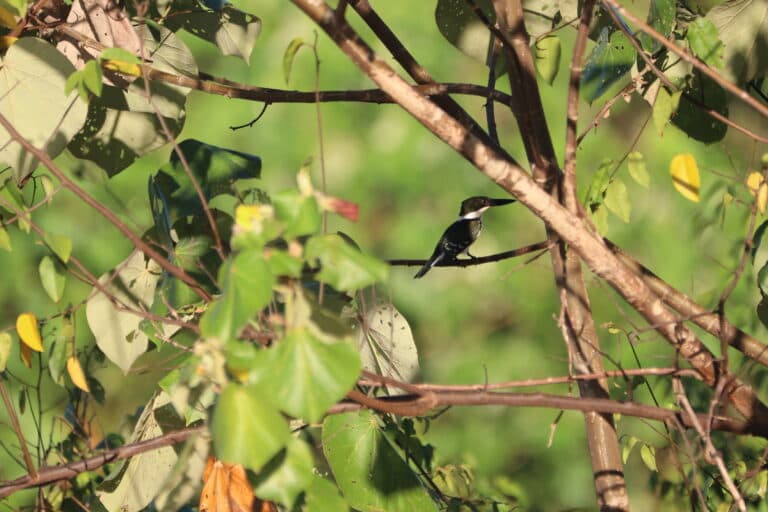 Amazon Kingfisher perched among green leaves | Natural Costa Rica