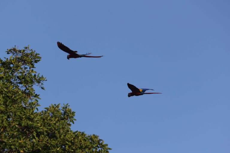 Scarlet Macaws Soaring Freely in the Sky in Nicoya Peninsula | Natural Costa Rica