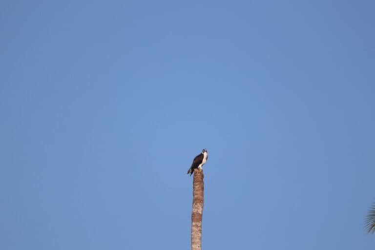 Osprey Perched atop a weathered palm tree trunk. | Natural Costa Rica