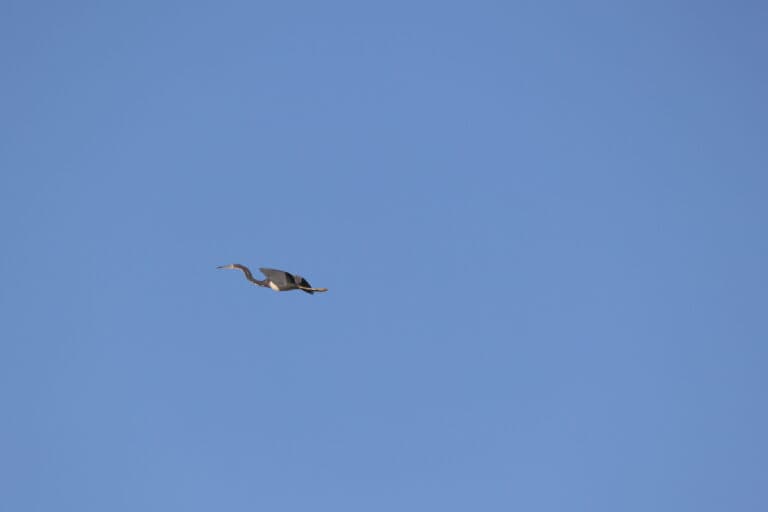 Great Blue Heron soars in the clear sky | Natural Costa Rica