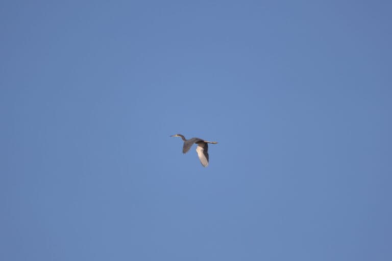 Heron soars across a clear blue sky. | Natural Costa Rica