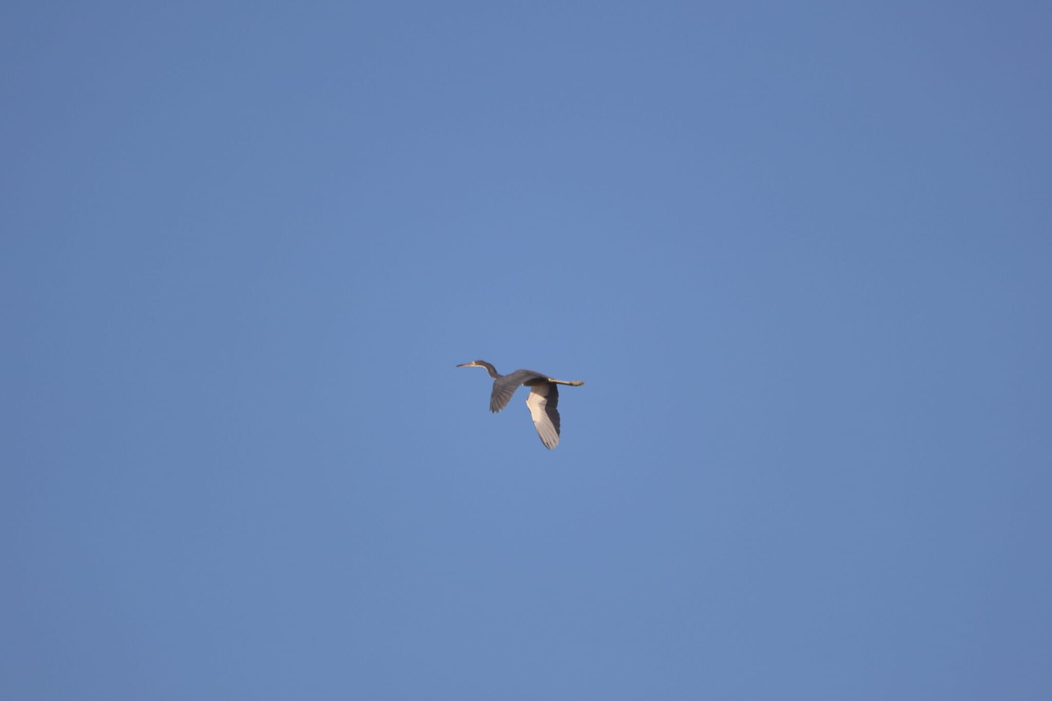 Heron soars across a clear blue sky. | Natural Costa Rica