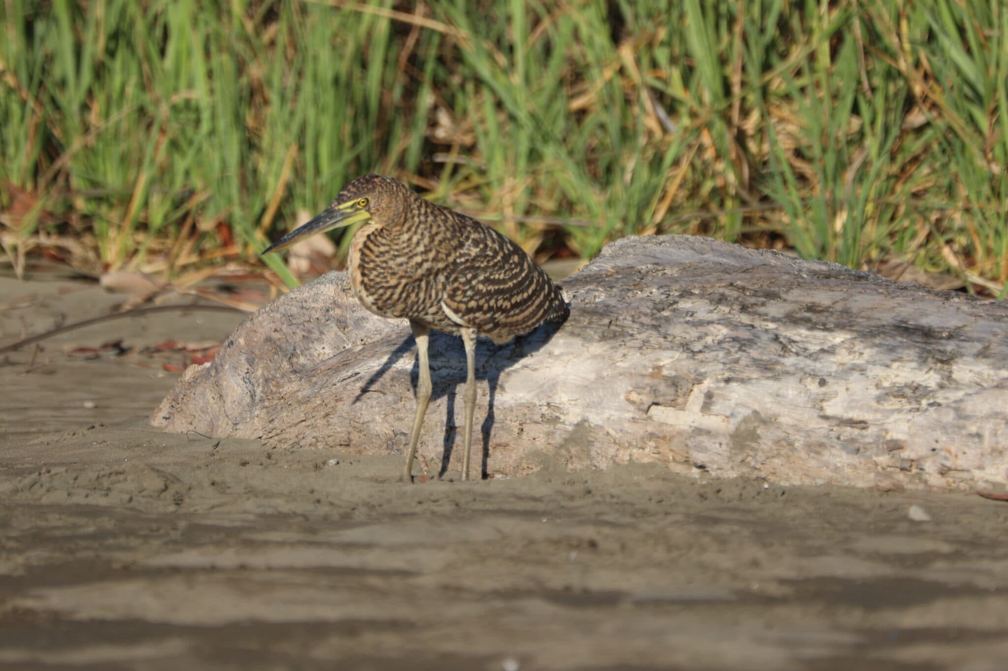 Tiger Heron Perched on Log in Sunlight | Natural Costa Rica