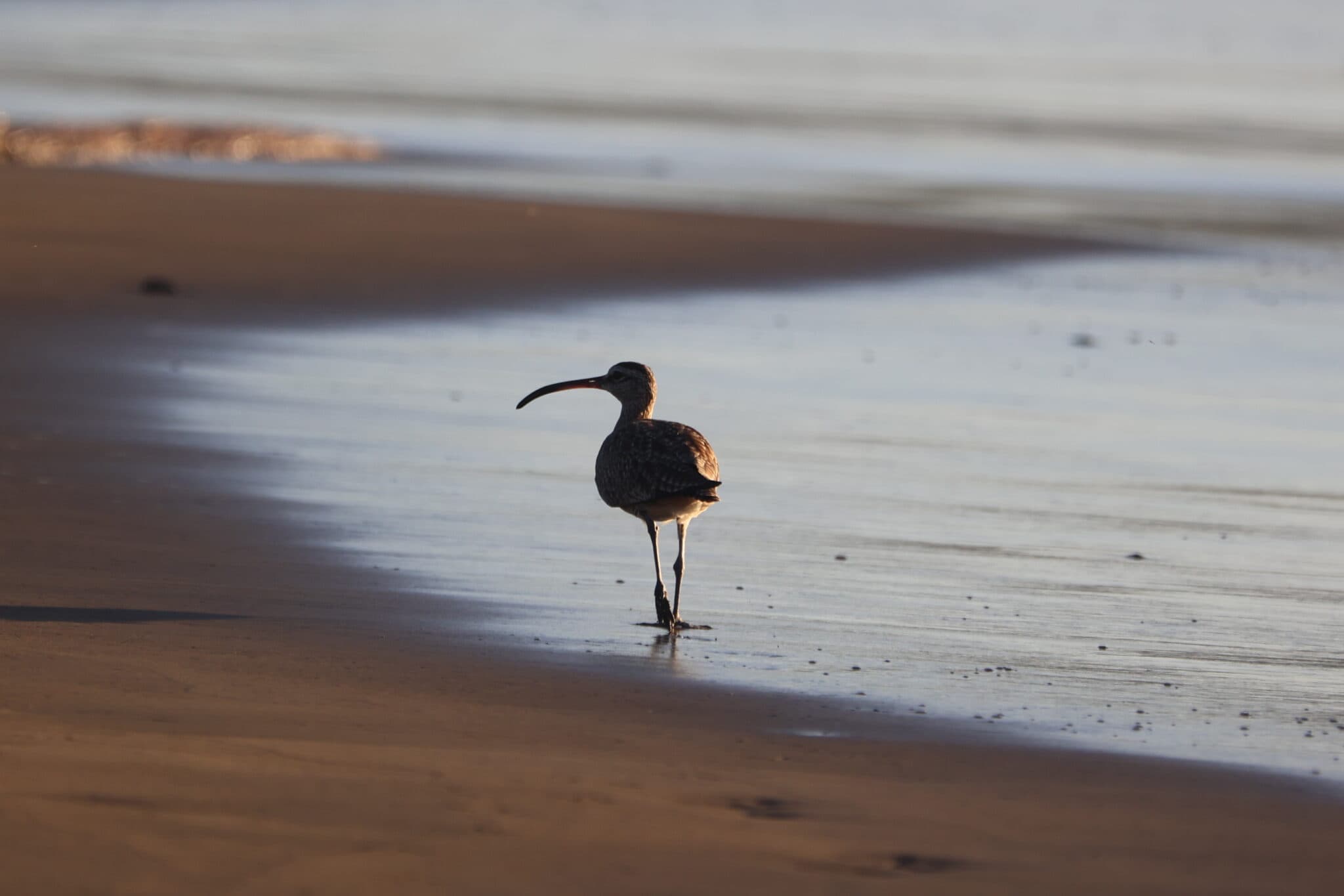 Lone curlew wades on sandy beach coastline | Natural Costa Rica