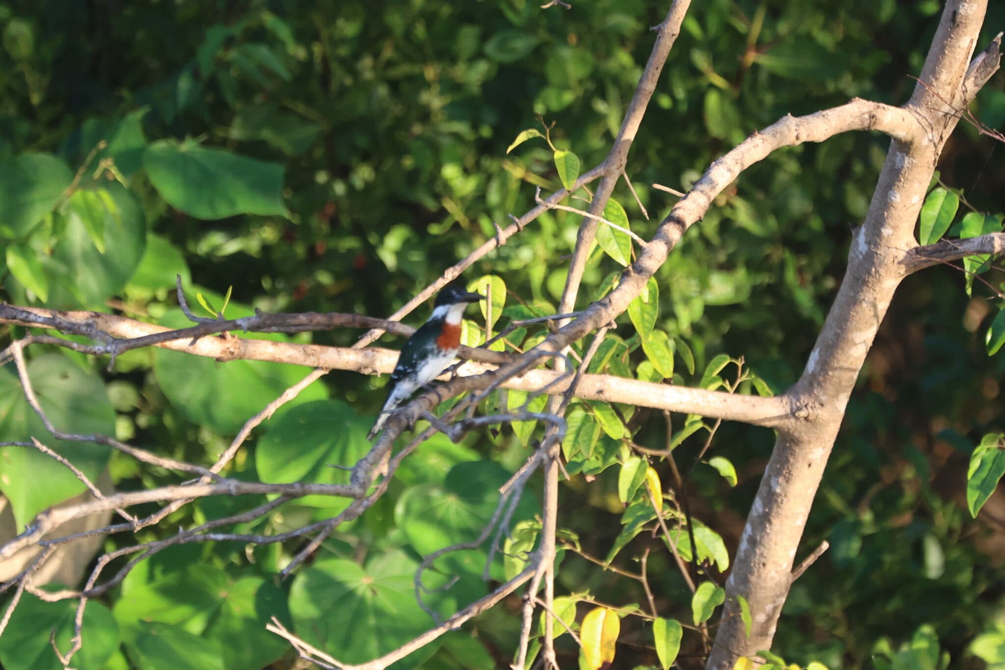 Ringed Kingfisher perched on a tree branch. | Natural Costa Rica