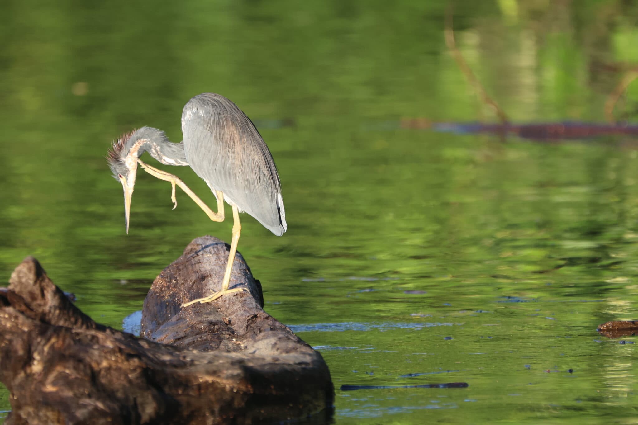 Tricolored Heron: Graceful Wildlife in Natural Habitat | Natural Costa Rica