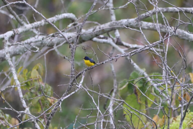 Vibrant Yellow-Rumped Warbler Perched on Branch | Natural Costa Rica