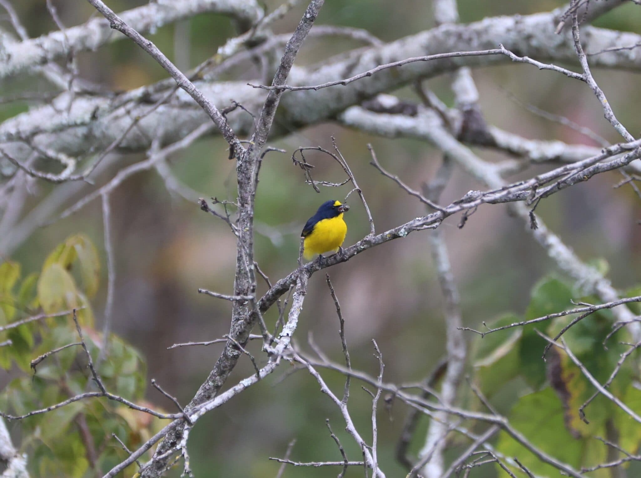 Yellow-bellied Flowerpiercer perched in a tree. | Natural Costa Rica