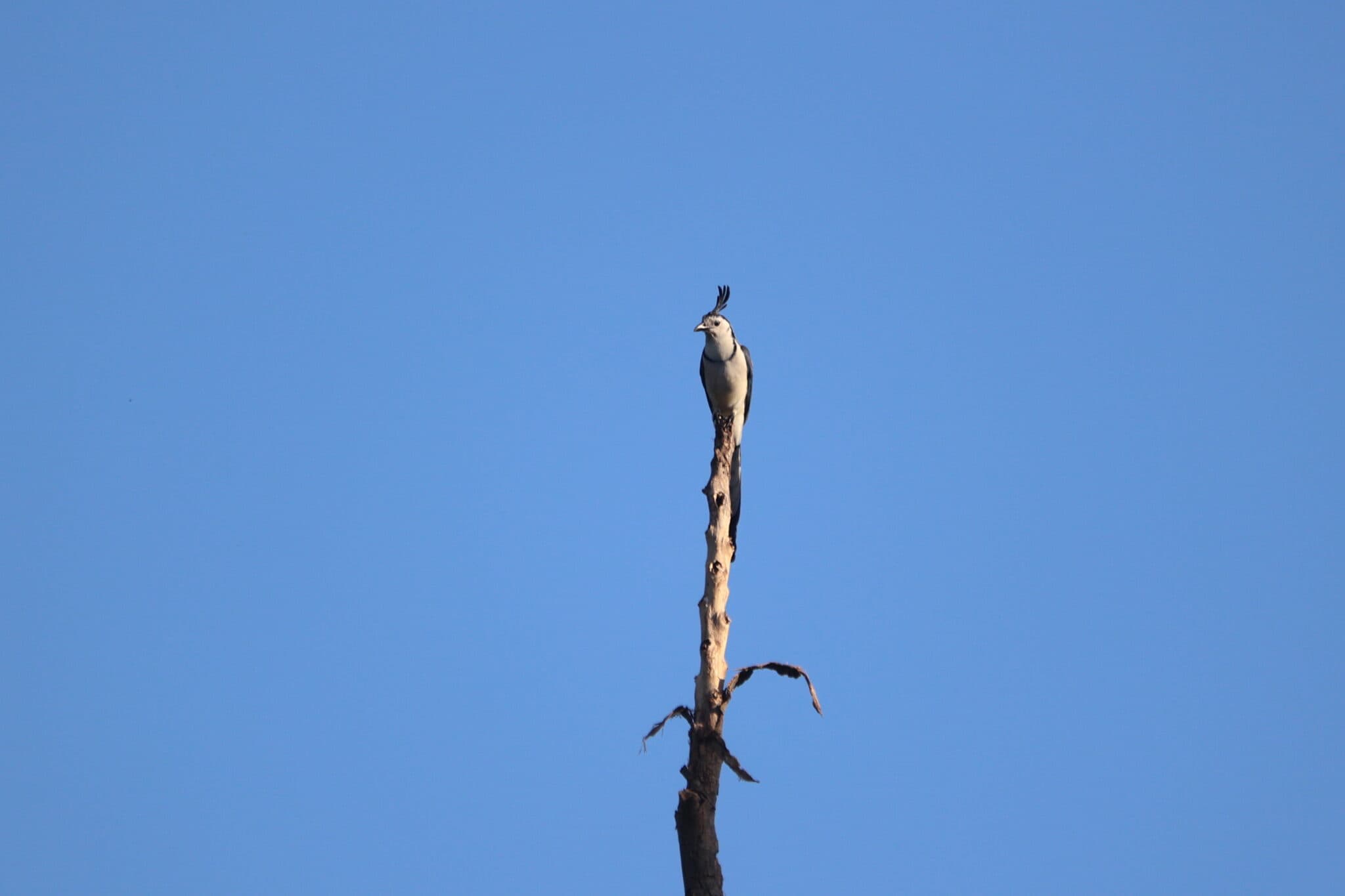 White-crested Laughingthrush perched atop a bare tree. | Natural Costa Rica