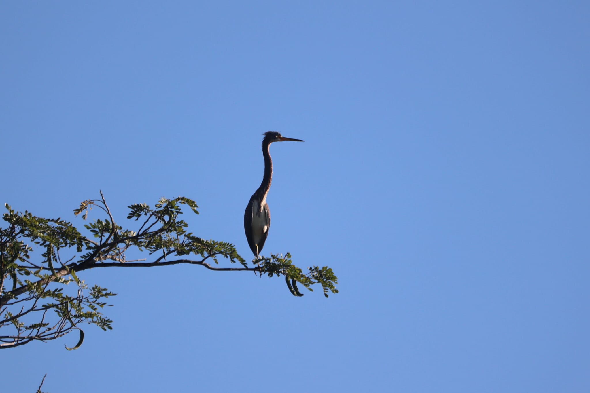 Tricolored heron perched on a tree branch | Natural Costa Rica