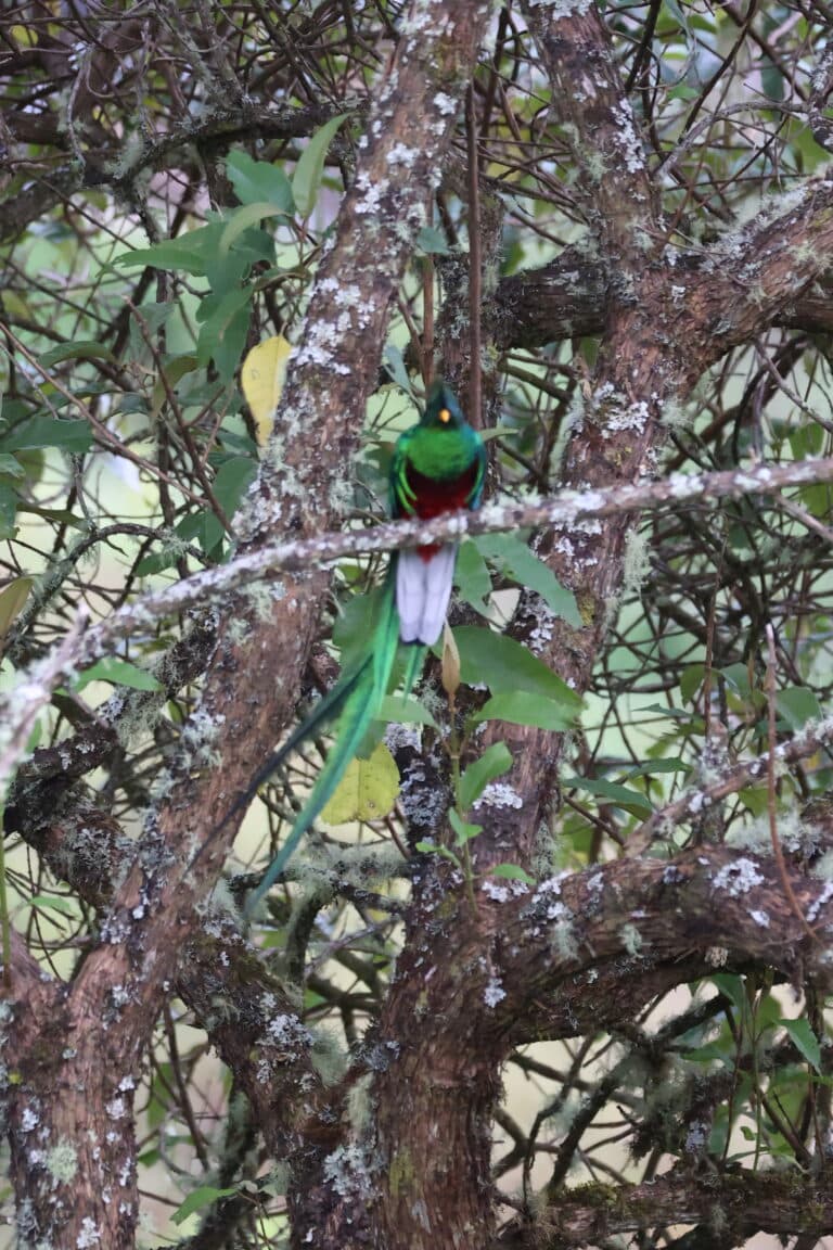 Resplendent Quetzal Perched in Mossy Tree Branches in San Gerardo de Dota | Natural Costa Rica