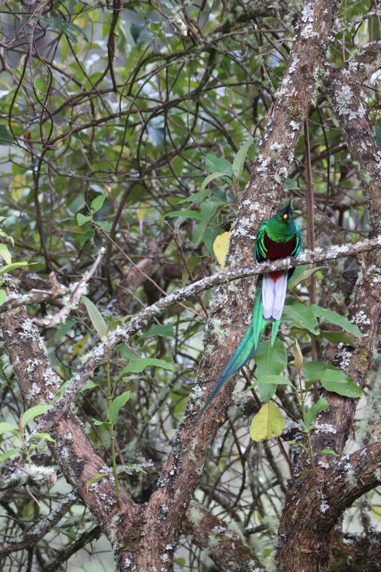 Resplendent Quetzal Resting in Tree Canopy in San Gerardo de Dota | Natural Costa Rica