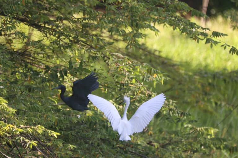 Egrets in Flight: A Wildlife Encounter | Natural Costa Rica