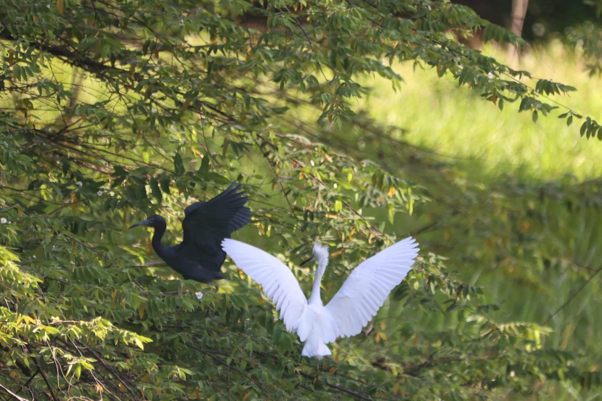 Egrets in Flight: A Wildlife Encounter | Natural Costa Rica