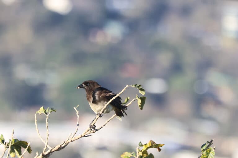 Dark-capped Bulbul perched on a branch, South Africa | Natural Costa Rica