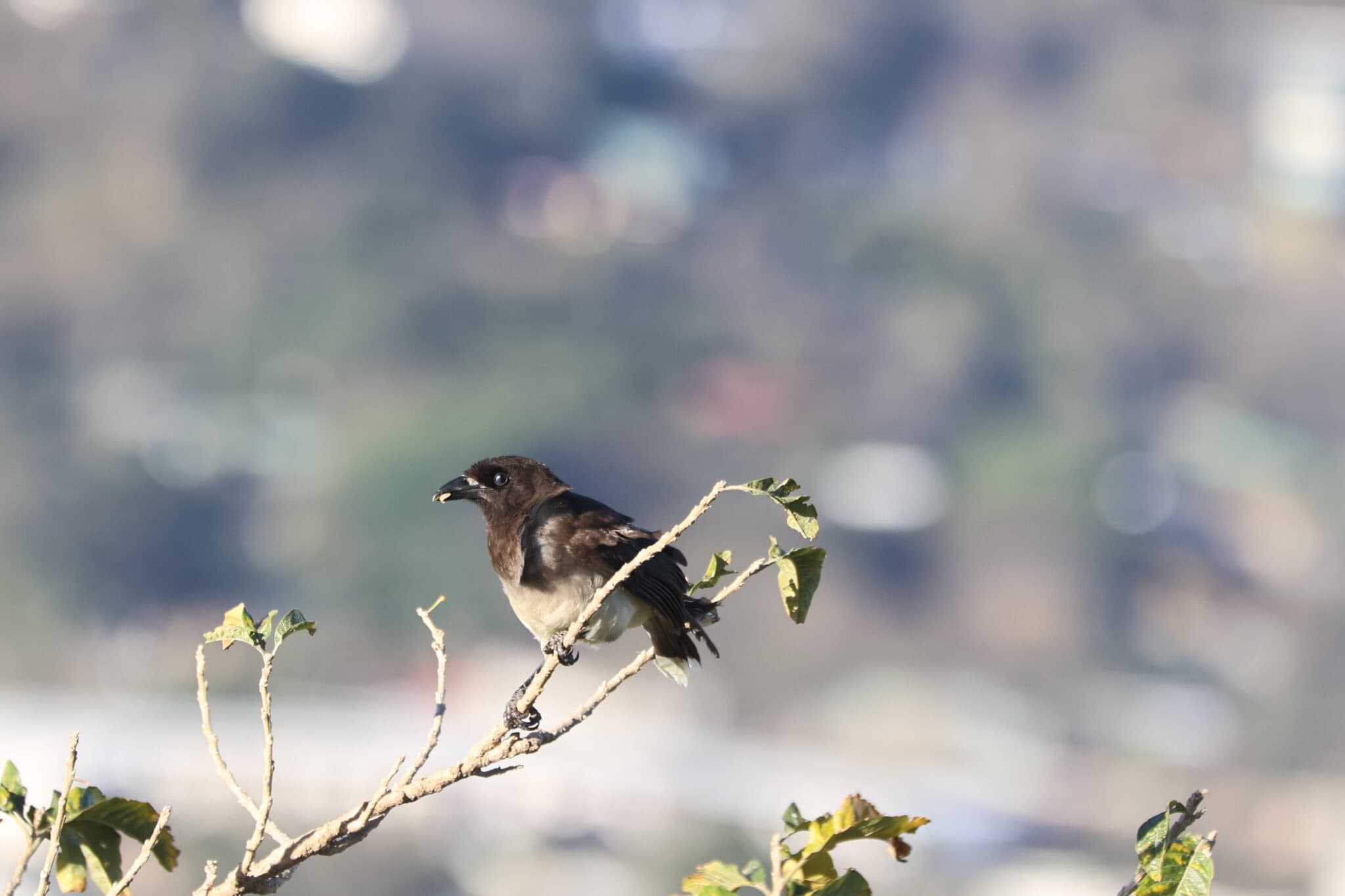 Dark-capped Bulbul perched on a branch, South Africa | Natural Costa Rica