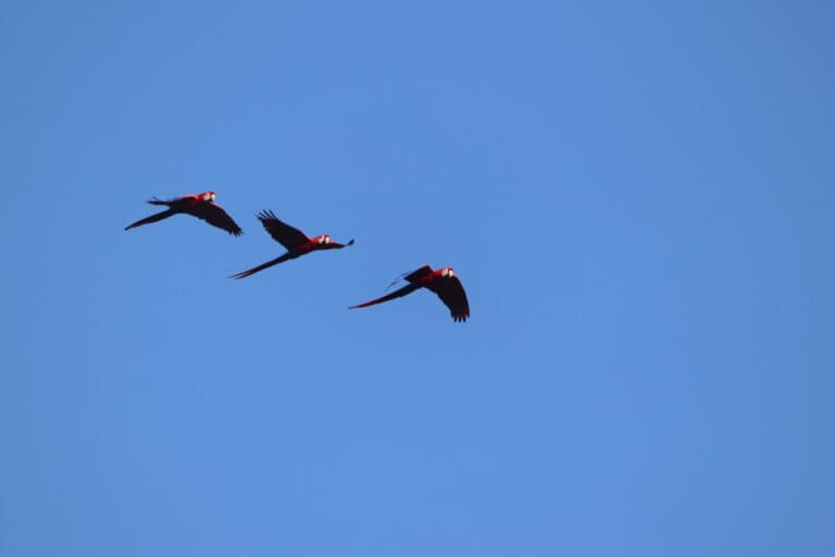 Scarlet Macaws in Flight: A Tropical Avian Trio in Nicoya Peninsula | Natural Costa Rica