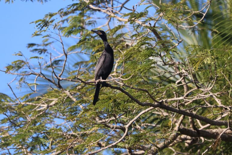 Anhinga perched in a tree against blue sky | Natural Costa Rica