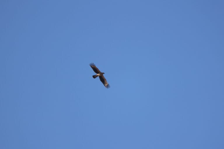 Eagle soars high, a majestic bird’s freedom | Natural Costa Rica