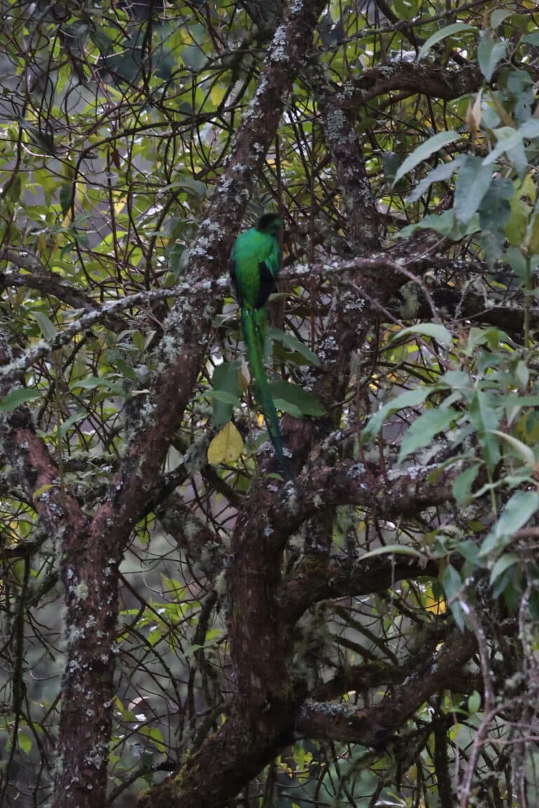 Resplendent Quetzal Bird: A Tropical Forest Jewel in San Gerardo de Dota | Natural Costa Rica