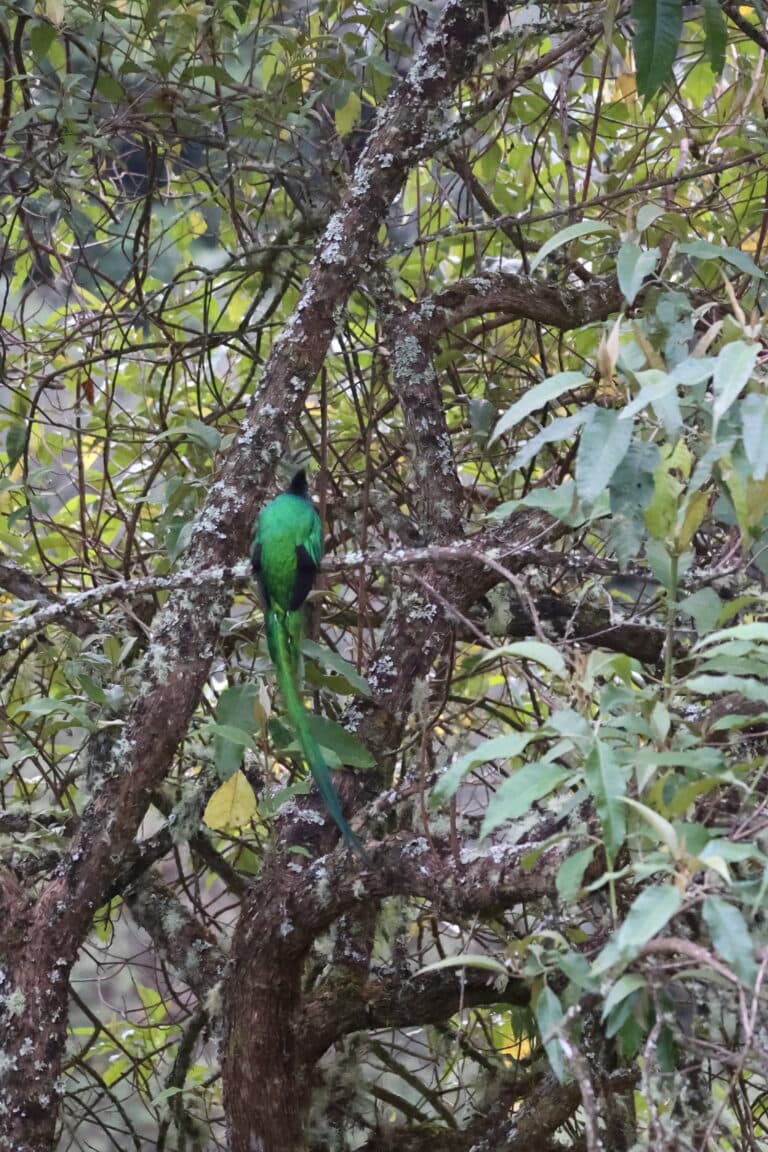 Resplendent Quetzal Foraging Among Branches in Central America in San Gerardo de Dota | Natural Costa Rica