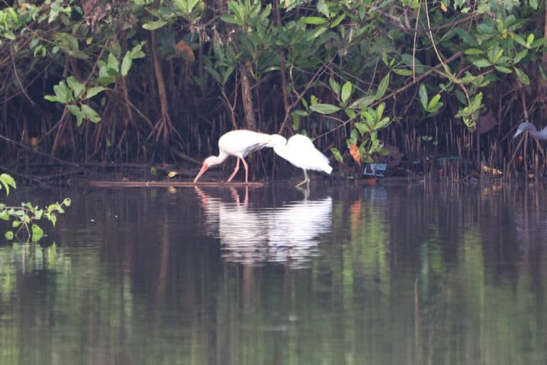 Two White Birds in a Mangrove Forest | Natural Costa Rica