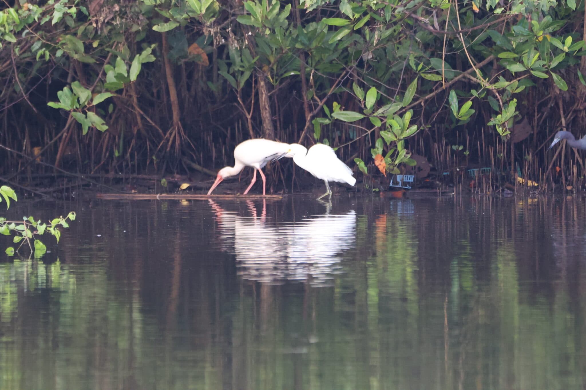 Two White Birds in a Mangrove Forest | Natural Costa Rica
