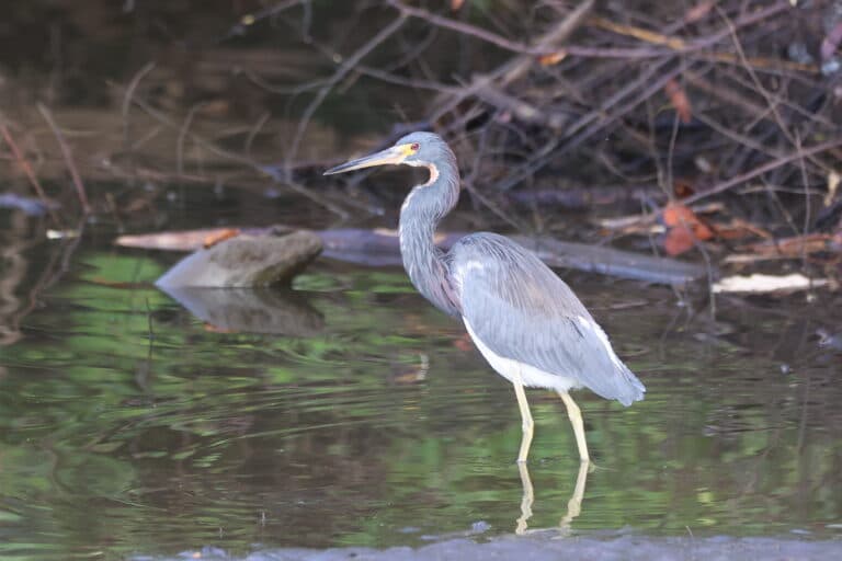 Tricolored heron wading in the shallow waters | Natural Costa Rica