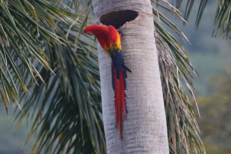 Scarlet Macaw Nesting in Palm Tree in Nicoya Peninsula | Natural Costa Rica