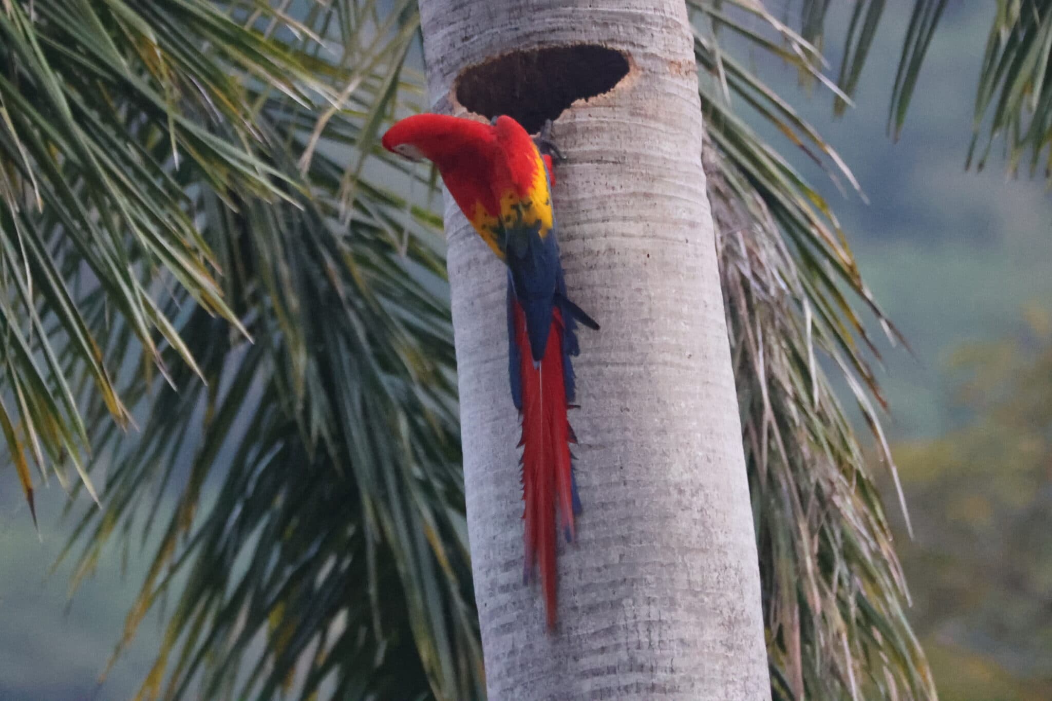 Scarlet Macaw Nesting in Palm Tree in Nicoya Peninsula | Natural Costa Rica
