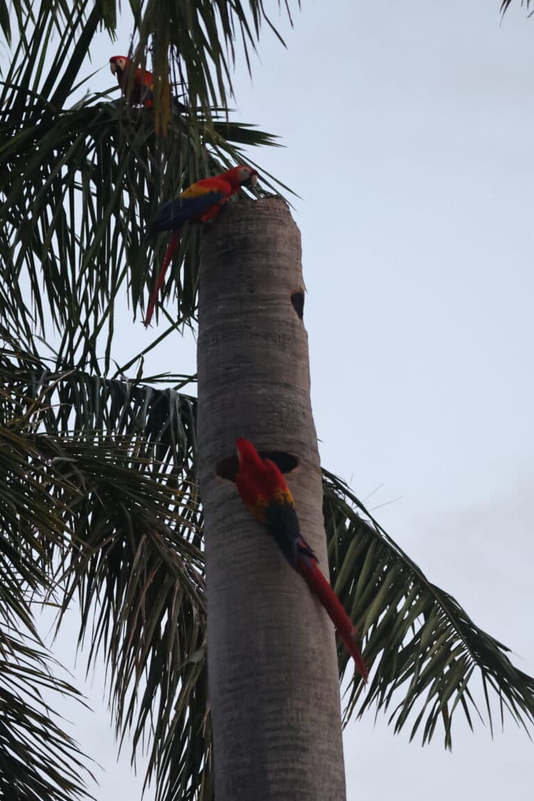 Scarlet macaws nesting in a palm tree in Nicoya Peninsula | Natural Costa Rica