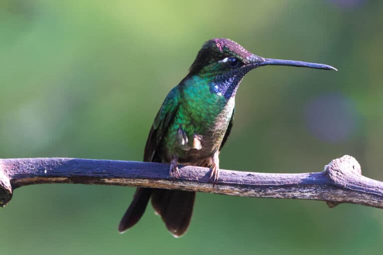 Hummingbird perched on a branch in San Gerardo de Dota | Natural Costa Rica