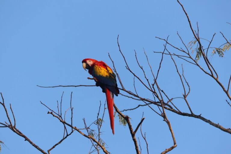 Scarlet Macaw perched in a tree against sky. in Nicoya Peninsula | Natural Costa Rica