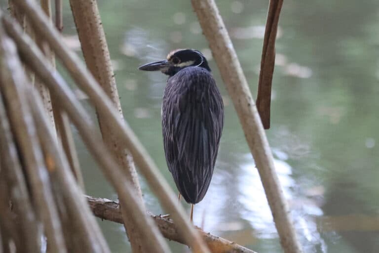 Yellow-Crowned Night Heron resting in mangrove habitat | Natural Costa Rica