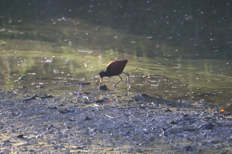 Limpkin Foraging in Shallows of Florida Marsh | Natural Costa Rica