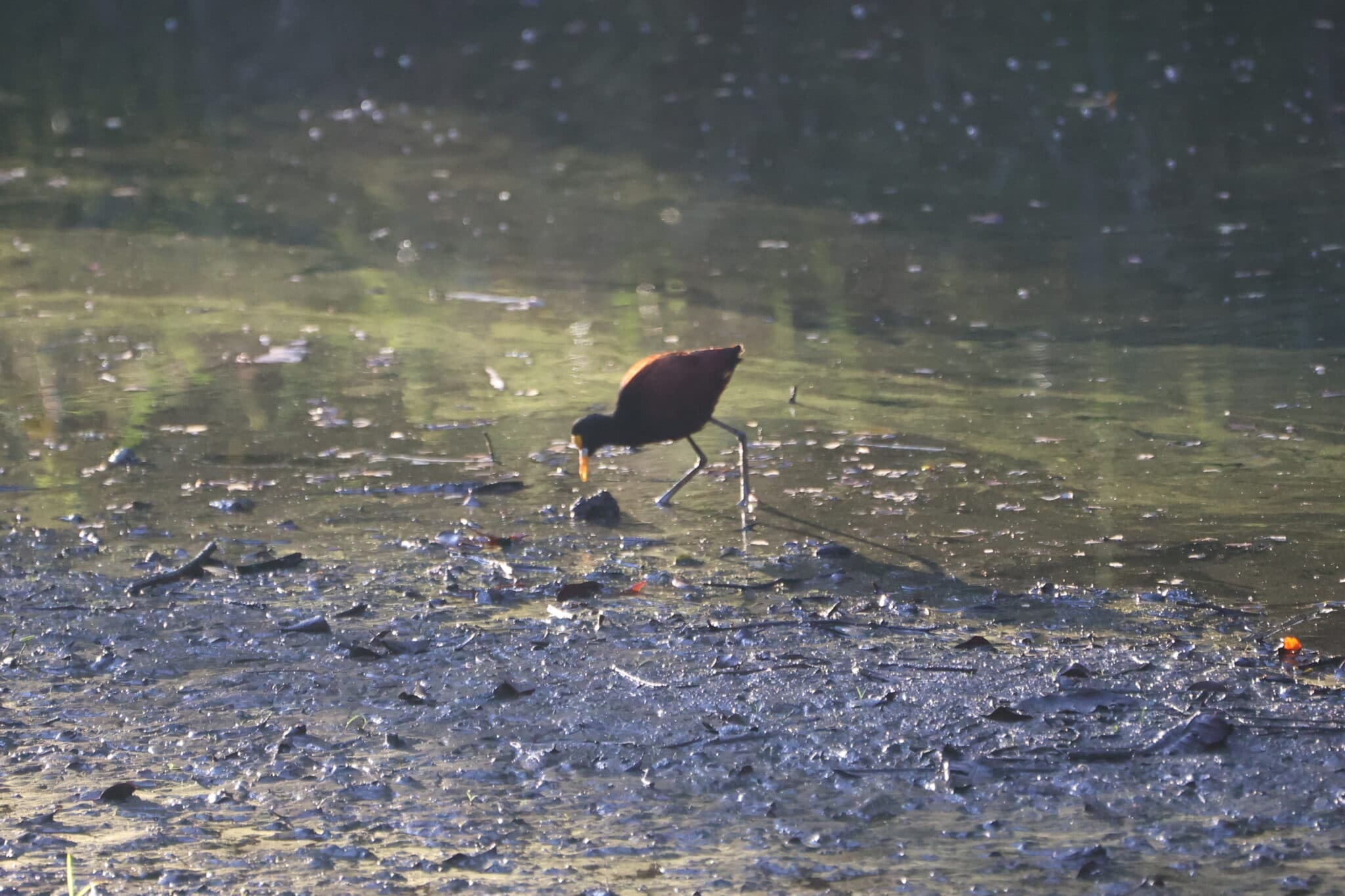 Limpkin Foraging in Shallows of Florida Marsh | Natural Costa Rica