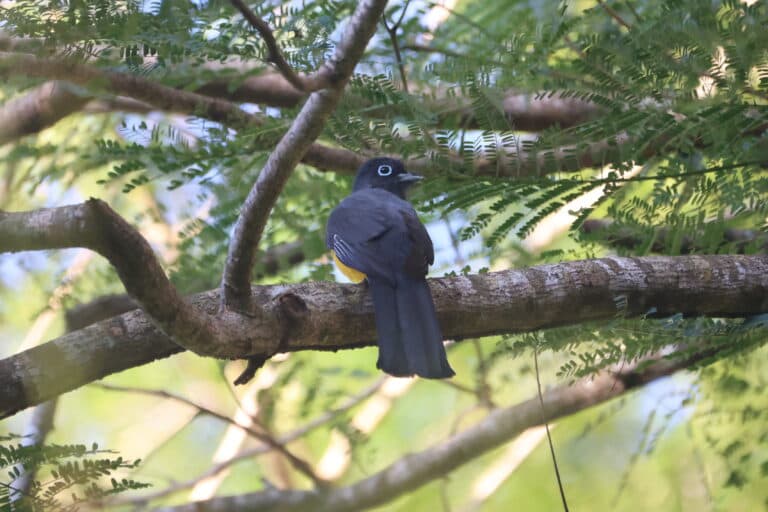 Beautiful Yellow-rumped Trogon Perched on a Branch in San Gerardo de Dota | Natural Costa Rica