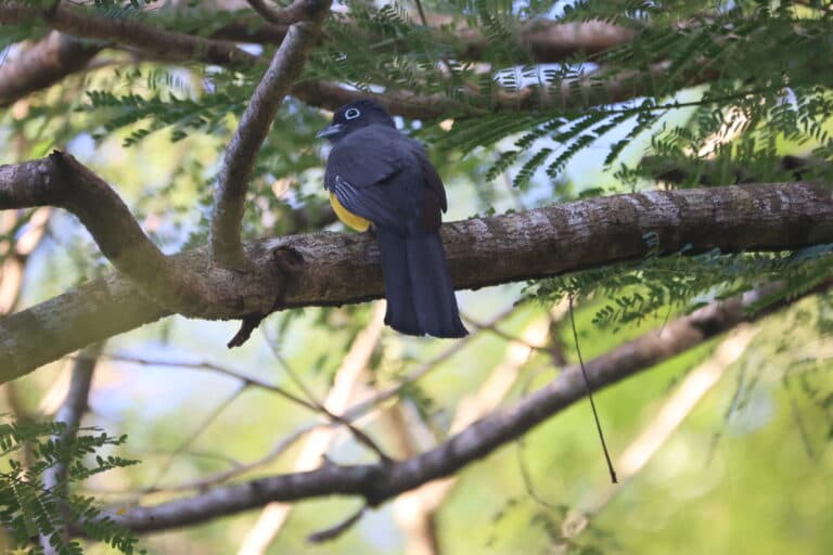 Trogon sitting on a tree branch. in San Gerardo de Dota | Natural Costa Rica