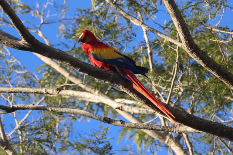 Scarlet Macaw in Tree Against a Blue Sky in Nicoya Peninsula | Natural Costa Rica