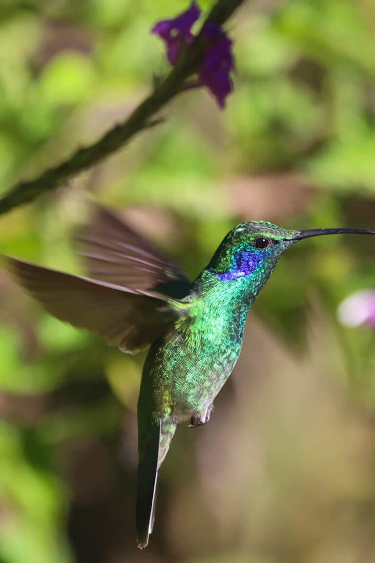Vibrant hummingbird in flight near a purple flower in San Gerardo de Dota | Natural Costa Rica