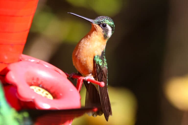 Colorful Rufous-tailed Hummingbird at a Feeder in San Gerardo de Dota | Natural Costa Rica
