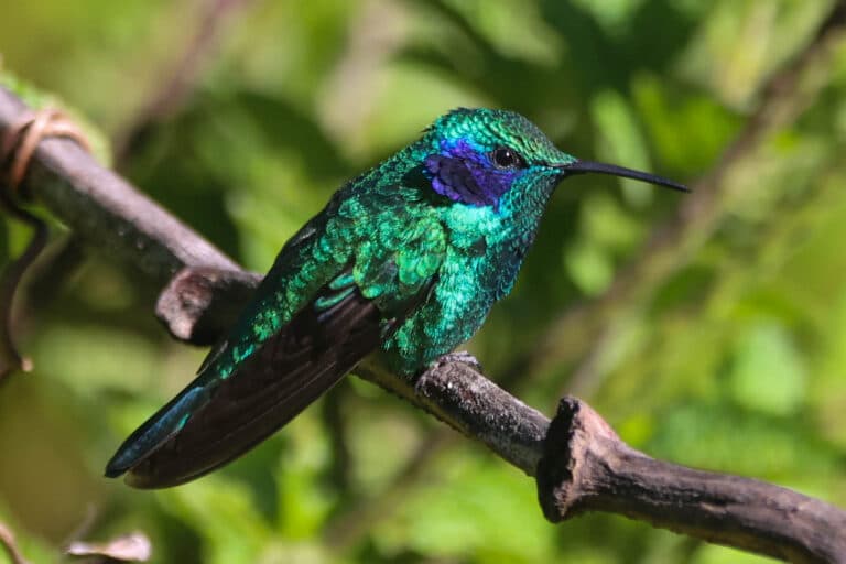 Emerald Hummingbird Perched on a Branch, Close-up in San Gerardo de Dota | Natural Costa Rica